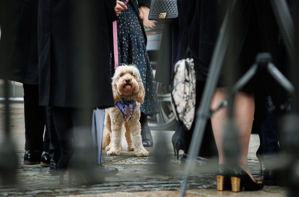 Charlie Bird's beloved dog Tiger began to whimper when Claire Mould spoke about her late husband during his memorial service. Photo: Mark Condren