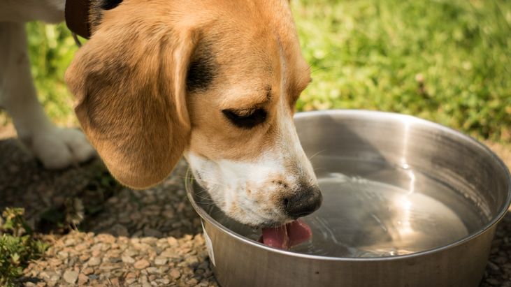 Pets can get diabetes just like their owners Irish Independent