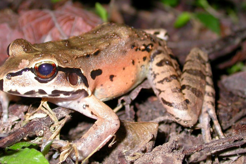 Endangered reptiles and store amphibians