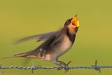thumbnail: It is sad to see a lonely swallow waiting for its companion