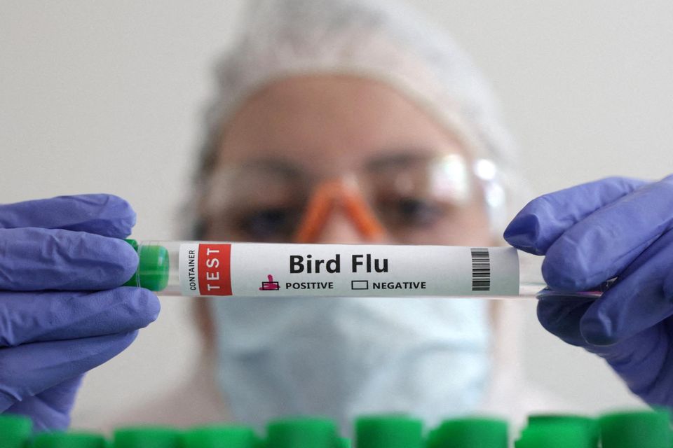 An 11-year old girl and her father both contracted the H5N1 virus. Photo: Reuters / Dado Ruvic