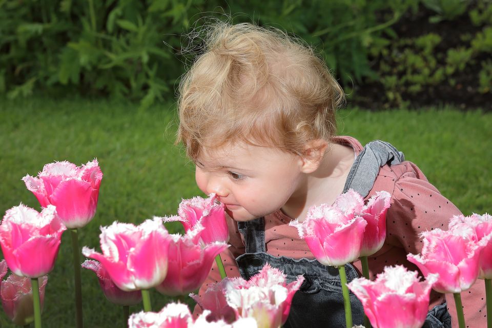 Aine Elliott (1) from Glasnevin samples the fragrance of some of the flowers at the Botanic Gardens in Glasnevin today. Photo: Frank McGrath