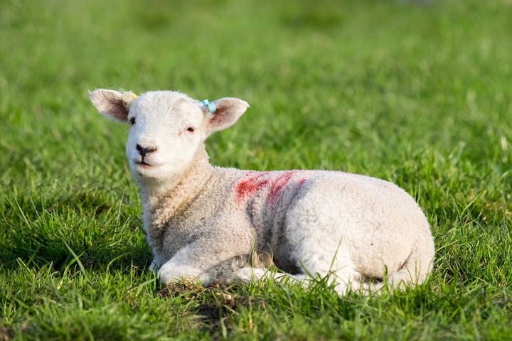 Simon Bourke: Add cod and lamb to the list of foodstuffs our impoverished children will never taste