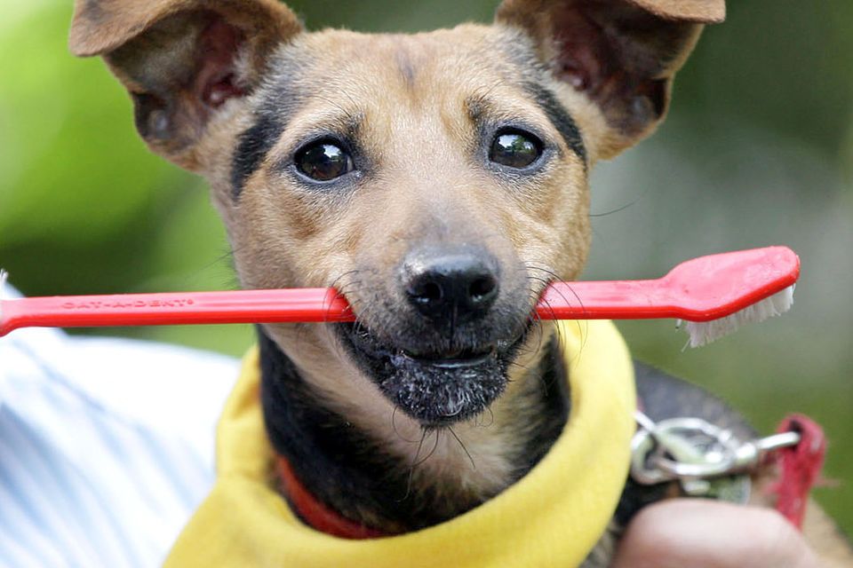 why-do-dogs-show-their-teeth-when-happy