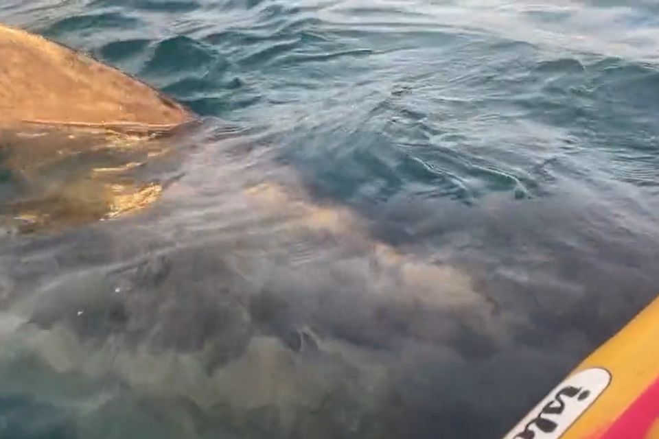 The basking shark swam right alongside Louise Barker’s kayak (Louise Barker/PA)