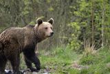 thumbnail: A wild bear in Romania's Carpathian Mountains. Photo: Getty