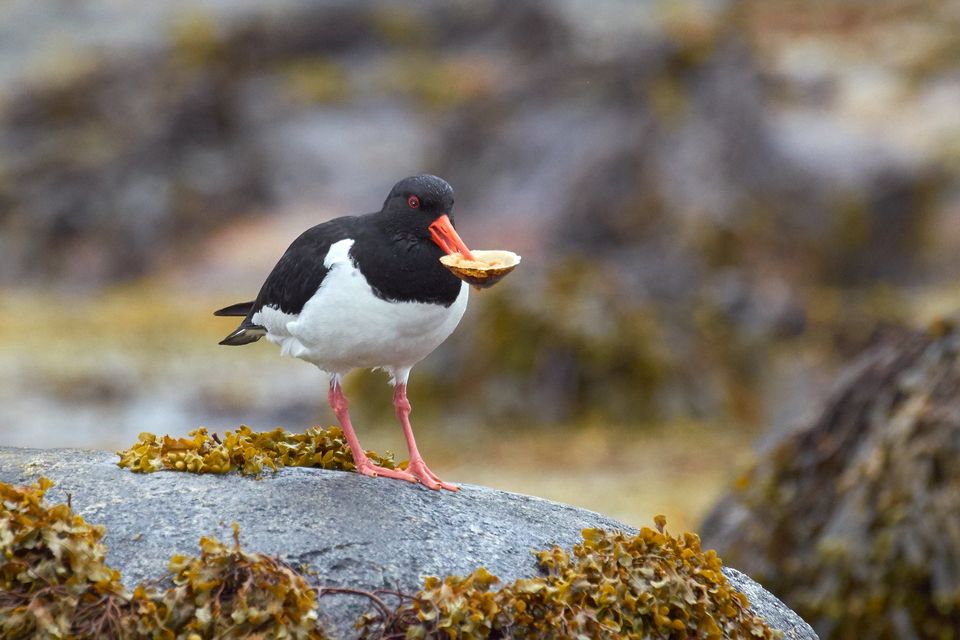 An oystercatcher feasting on shellfish by the shore