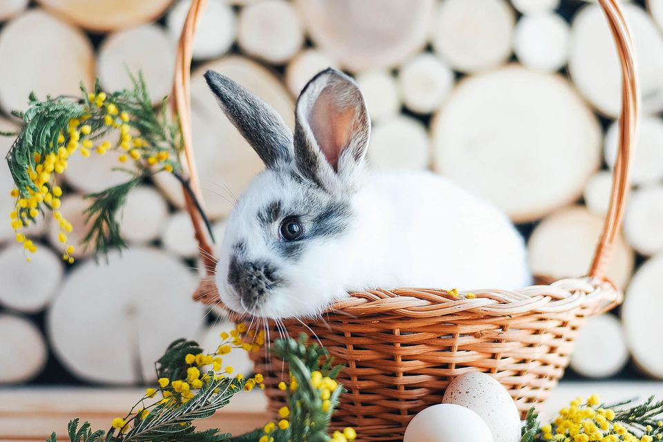 FREE Easter Bunny photos in League City