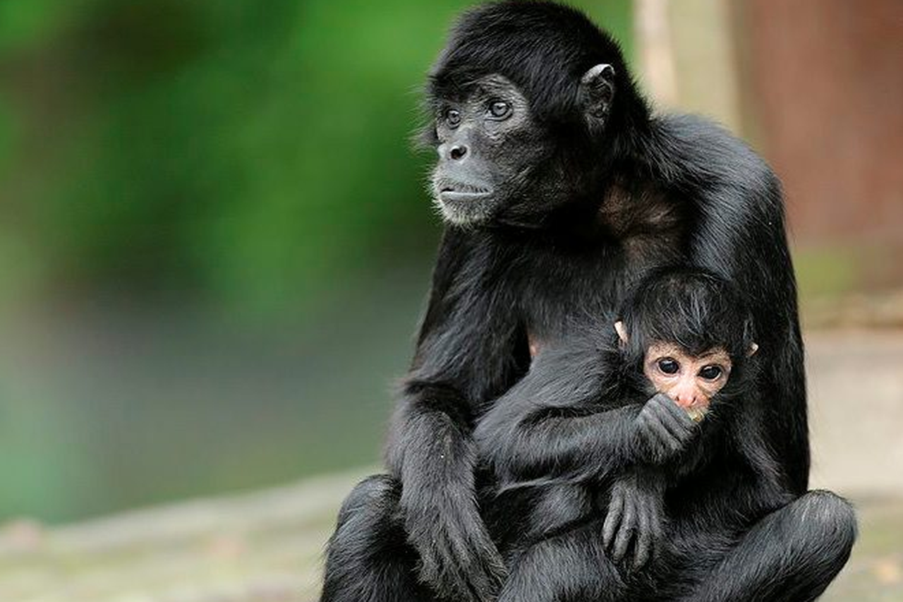 WATCH: Fota Wildlife Park welcomes rare monkeys to Asian Sanctuary