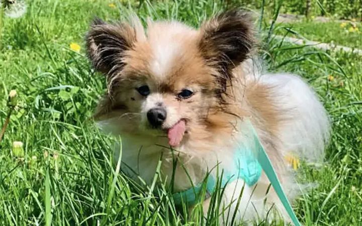 Meet Lazare, the French spaniel who could be named world’s oldest ever dog