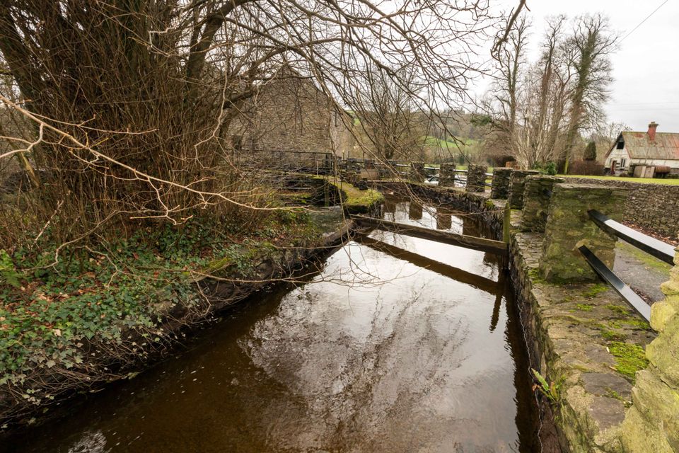 The deep stream by the rear of Bealick Mill, Macroom where the two salmon were spotted by local fisherman, Tom Sweeney. It is believed to have been approximately 50 years since salmon were last spotted in this area and the find is regarded as significant