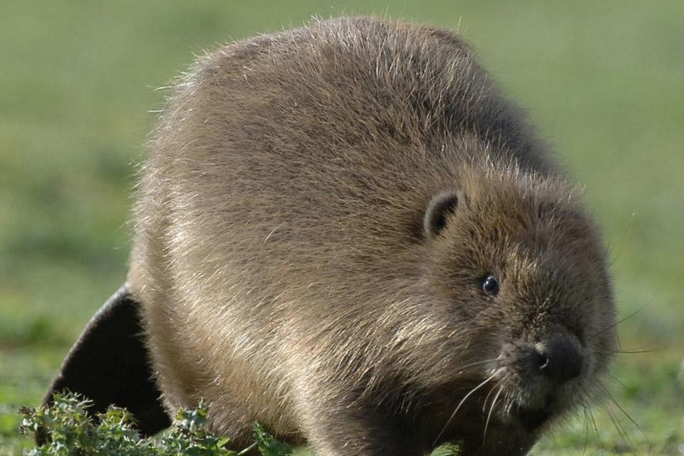 Beavers will be reintroduced in west London (Barry Batchelor/PA)