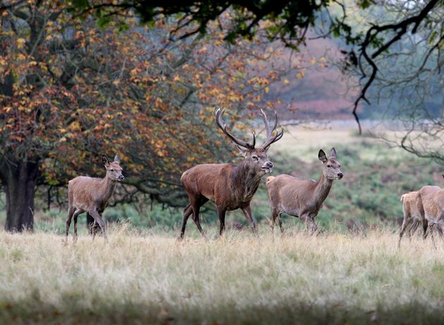 Action needed to bring deer numbers back to ‘more sustainable levels'