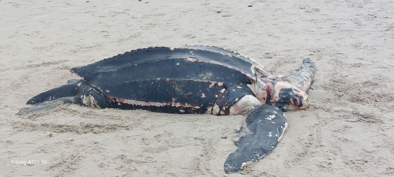 Huge endangered sea turtle washes up on Wexford beach | Irish Independent