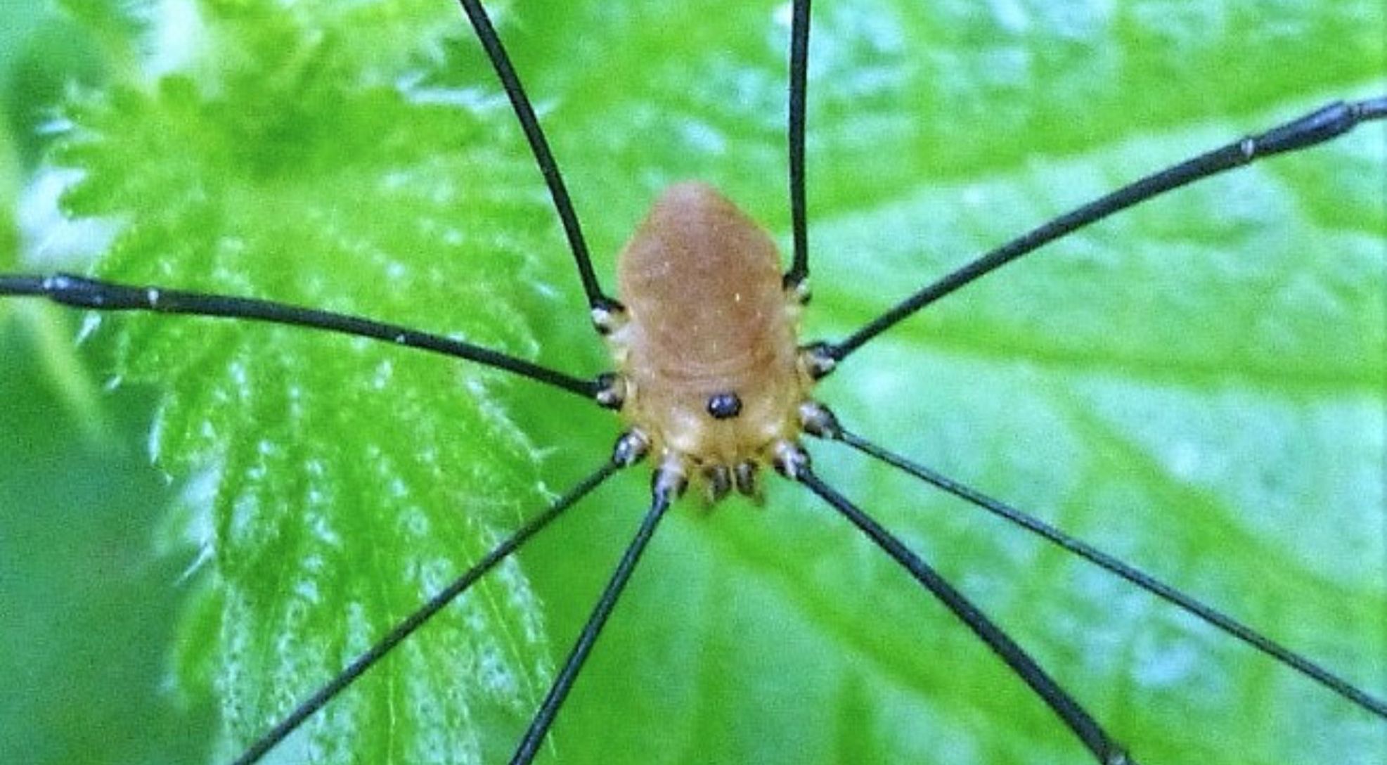 Daddy Long Legs Spiders - Backyard Buddies