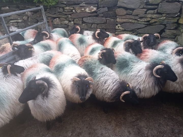 Mayo farmer who lost 14 sheep says thefts go unreported over fear of Department of Agriculture penalties