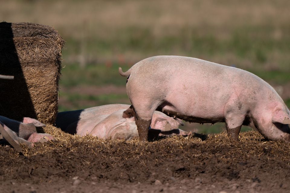 The Food Standards Authority has launched an investigation following reports of mislabelled pork (Joe Giddens/PA)