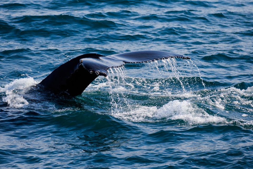 A humpback whale off the Cork coast. Photo: Whale Watch West Cork