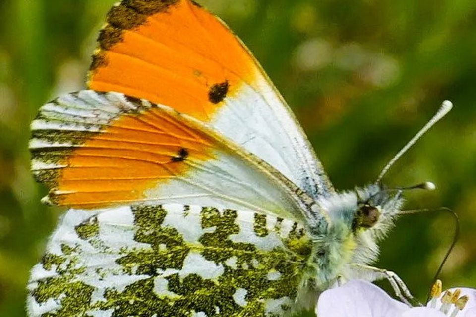 A male Orange Tip butterfly using its long uncurled tongue like a straw to suck sweet nectar from a Cuckooflower.