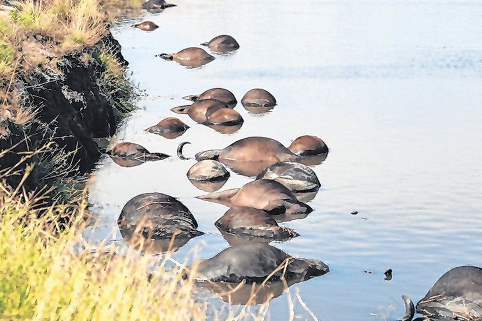 Death on the river: Buffalo carcasses line the banks of the Chobe. Photo: Simone Micheletti/Serondela Lodge/Handout via Reuters