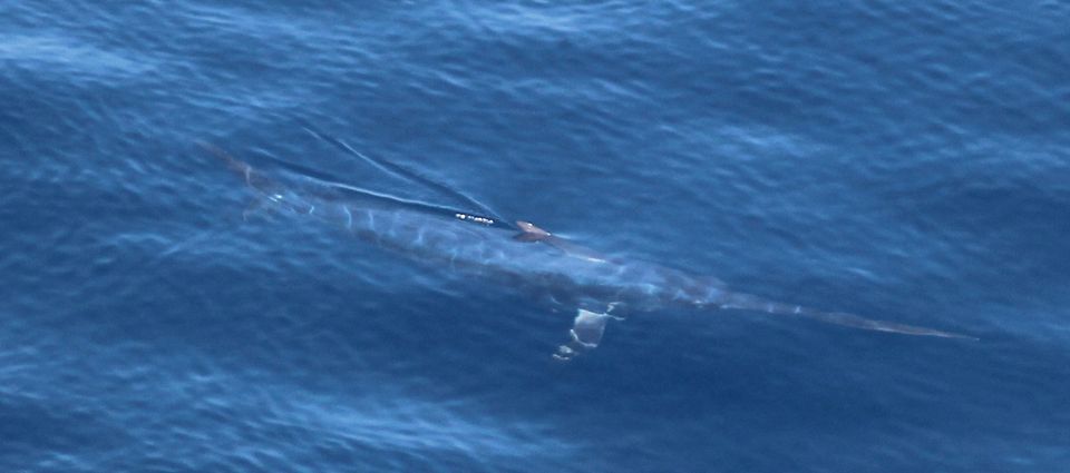 A swordfish spotted on one sailing