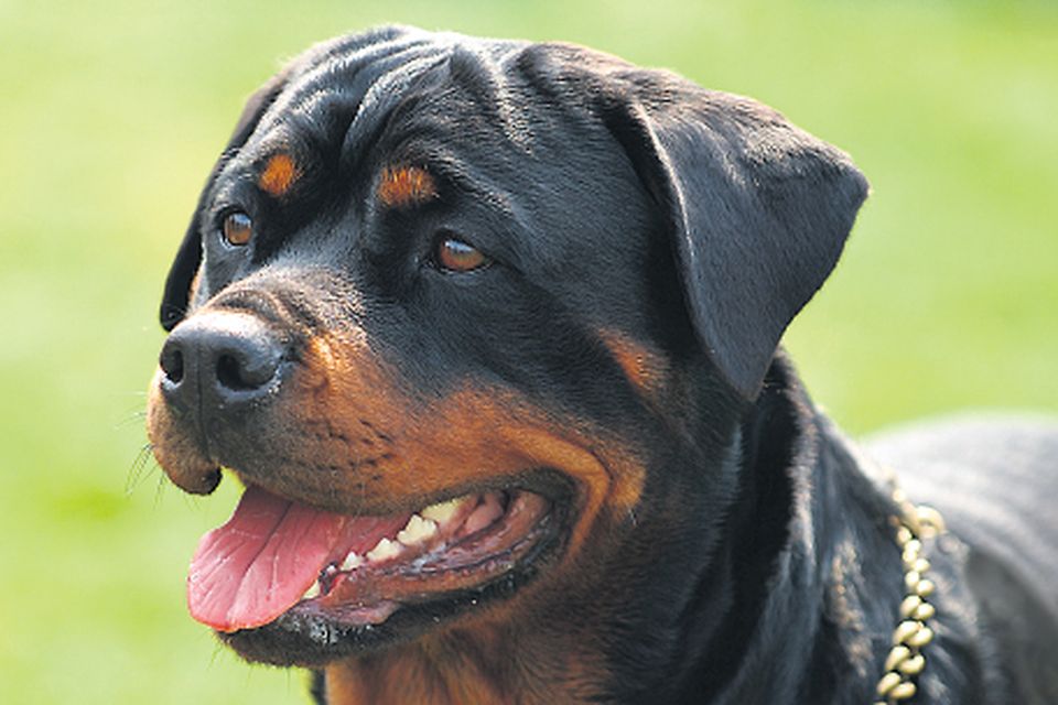 Savage rottweiler attack on boy sparks garda probe | Irish Independent