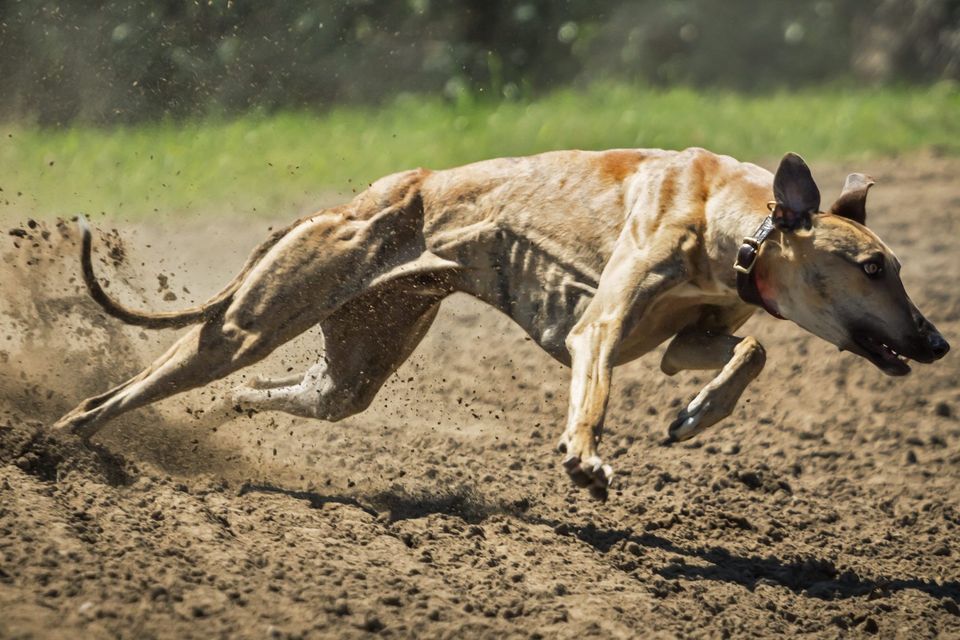 'Jaytee Yankee, Jaytee Dutch and Jaytee Jet completed a terrific hat-trick on the night and the latter pair proved once again that age and mileage doesn't necessarily mean that a dog is beyond its racing prime.' (stock photo)