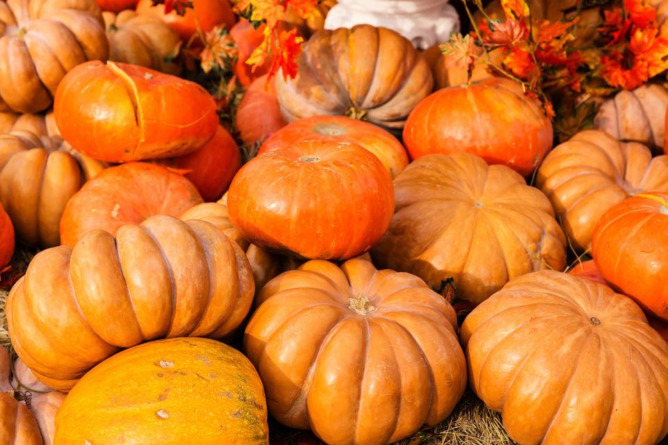 Sustainable living: Bring the kids to the fab free Halloween Harvest ...