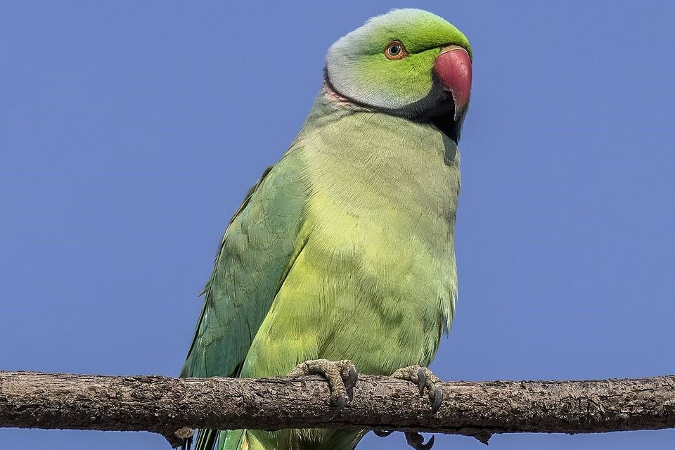 The Rose-ringed Parakeet is slim-bodied, green in colour with a bright red, parrot-like bill, and a very long, narrow tail.