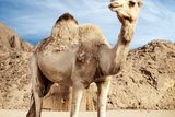thumbnail: Camel in Morocco
