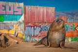 thumbnail: A South American sealion comes ashore into an urban environment in Chile in 'Mammals'. Photo: BBC