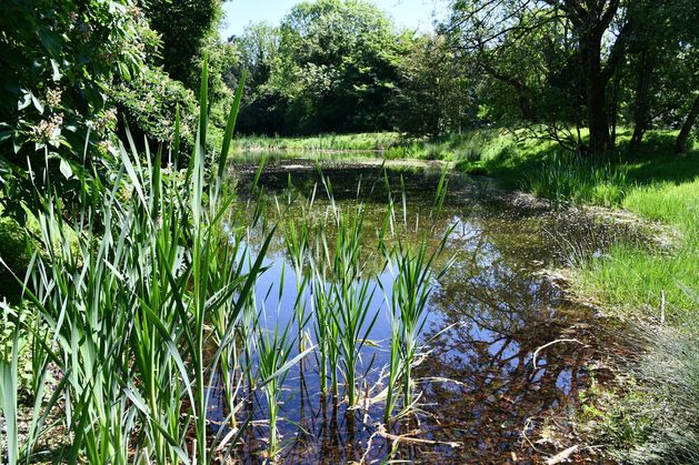 Ponds put under microscope as new study probes their role in supporting pollinators