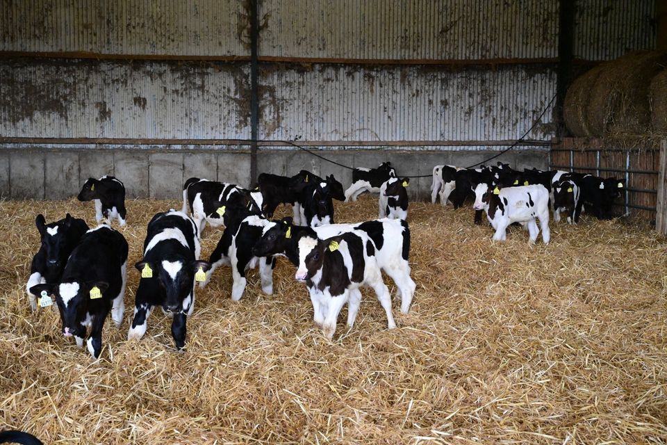 ‘There is a growing body of evidence that high growth rates in early life promote better health in calves and productivity in their adult life’. Photo: Roger Jones