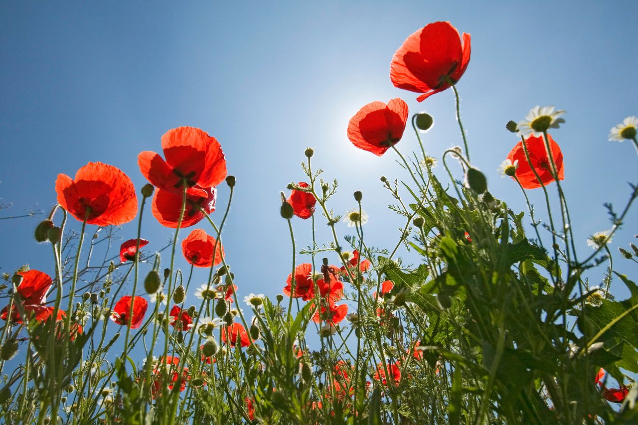 Diarmuid Gavin: Soak up the brief but captivating poppy season | Irish ...