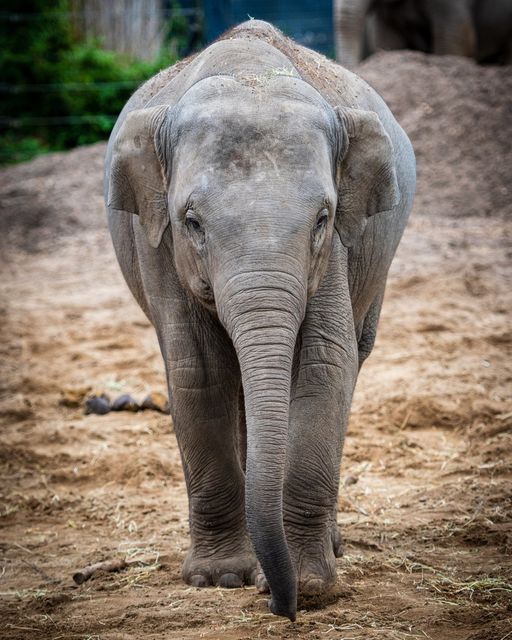 Avani, an eight-year-old female Asian elephant