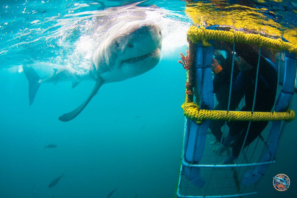 Shark cage diving at Gansbaai. Photo courtesy of White Shark Diving Company
