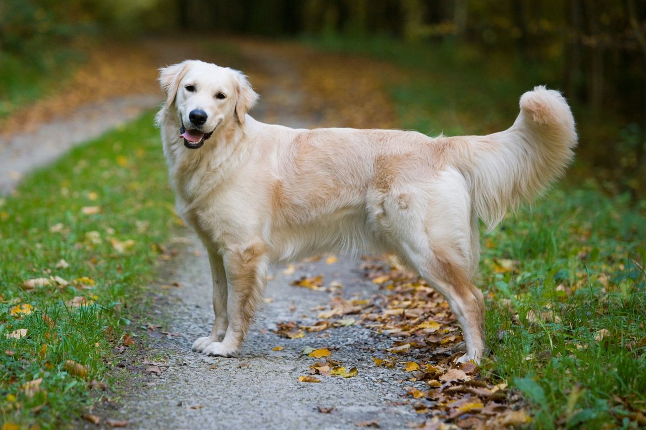 Dogs have a human-like sense of morality, new research suggests | Irish  Independent