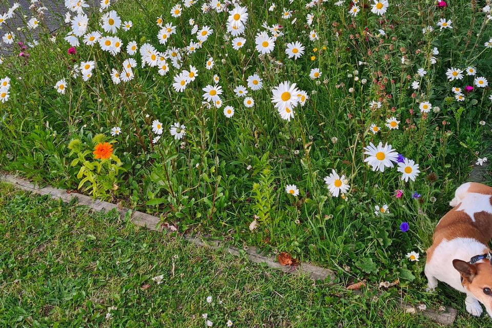 Home owners in some urban estates have started to plant meadow flowers on the public grass verges around their houses