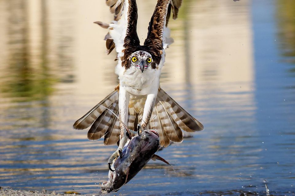 The formidable wingspan of an osprey in action. Photo: Getty Images