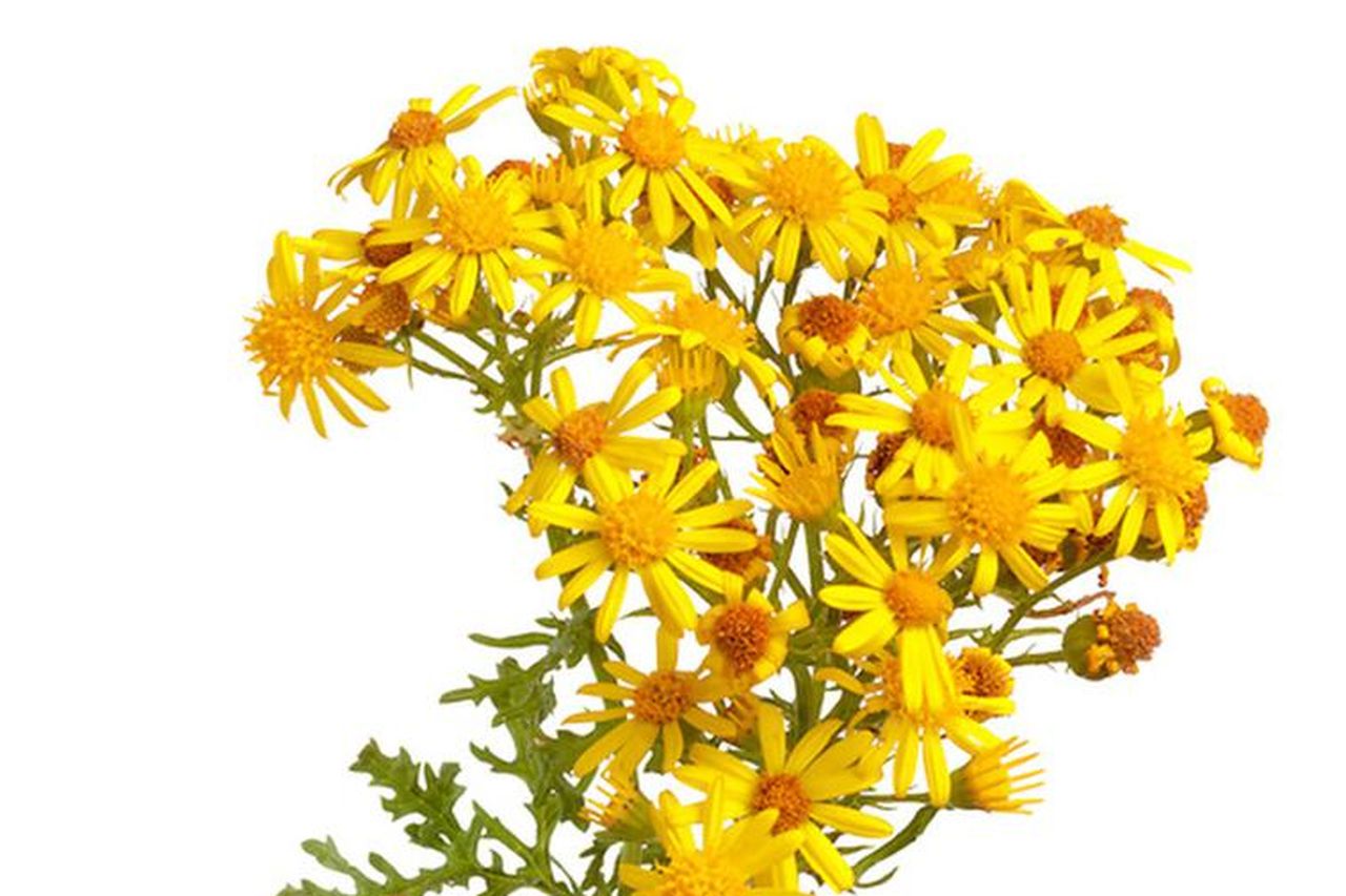 How to spot the signs of ragwort poisoning | Irish Independent