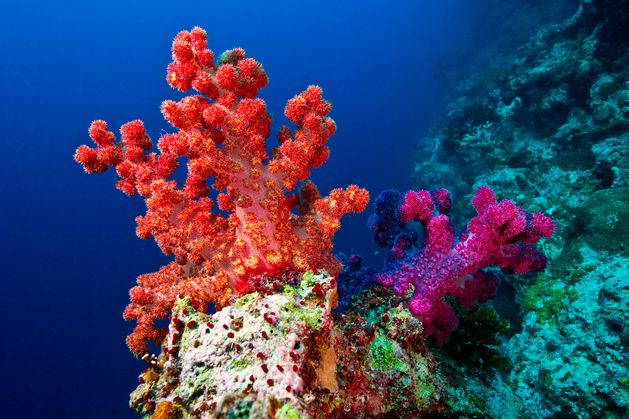 Scientists find ‘mega coral’ so large it can be seen from space