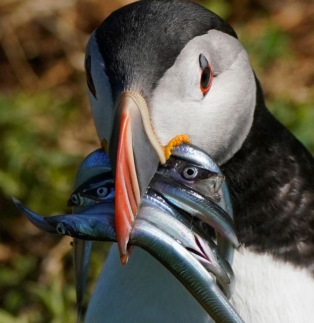Climate change could force puffins' small-fish food source farther from their nesting sites. Photo: PA