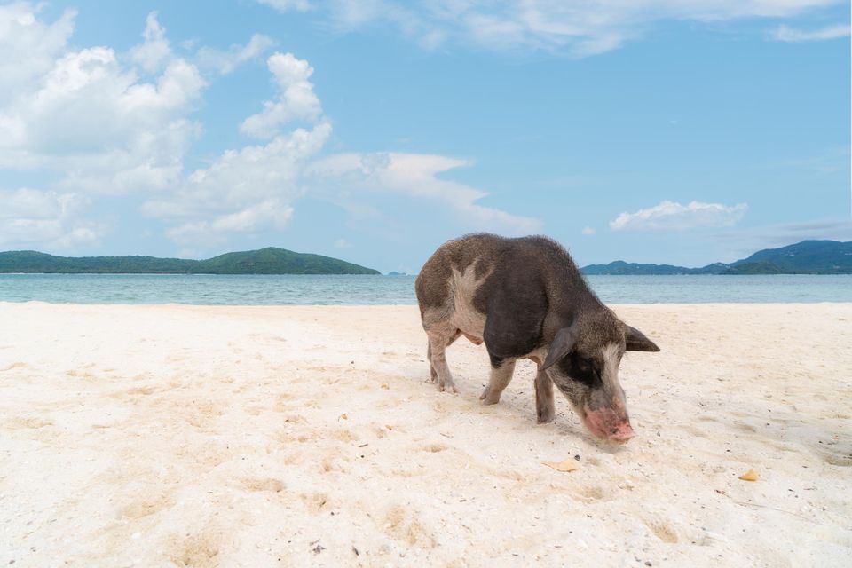 A pig on Koh Madsum