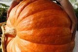 thumbnail: A farmer attempts to carry his giant pumpkin to a pumpkin competition, Getty Images