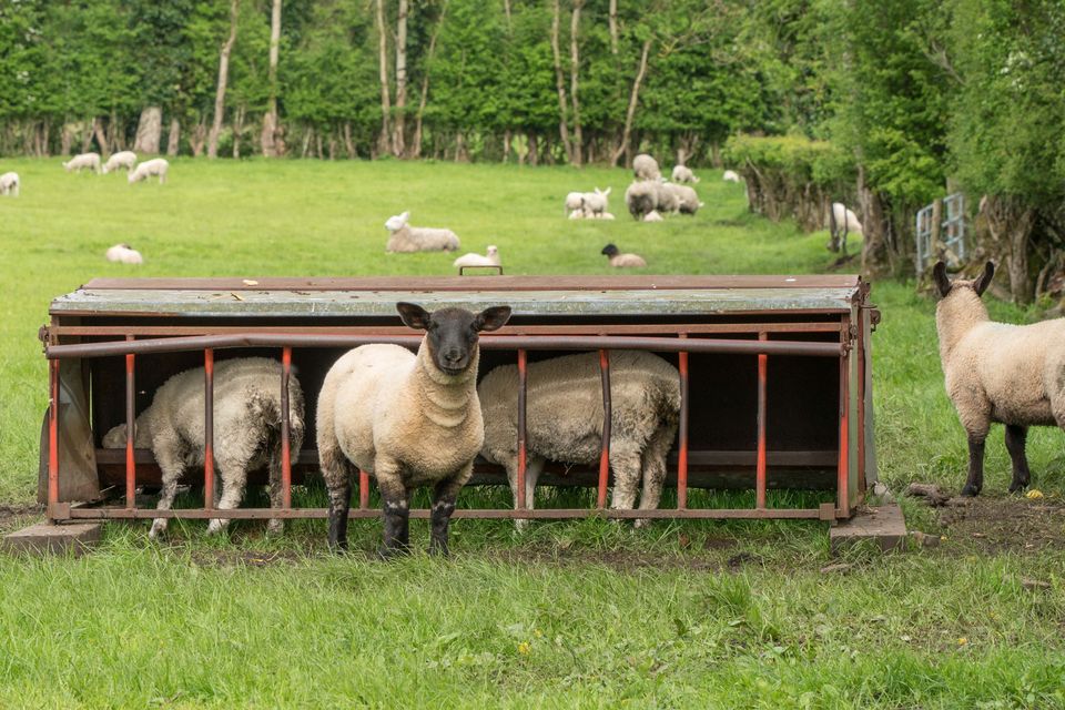 Fatten them up: Sheep and lambs at Cloonageeher, Co Longford. Photo: Gerry Faughnan