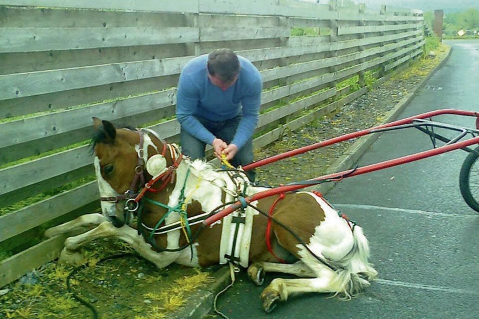 The horses and carts racing on Ireland's motorways