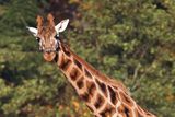thumbnail: Rothschild’s giraffes