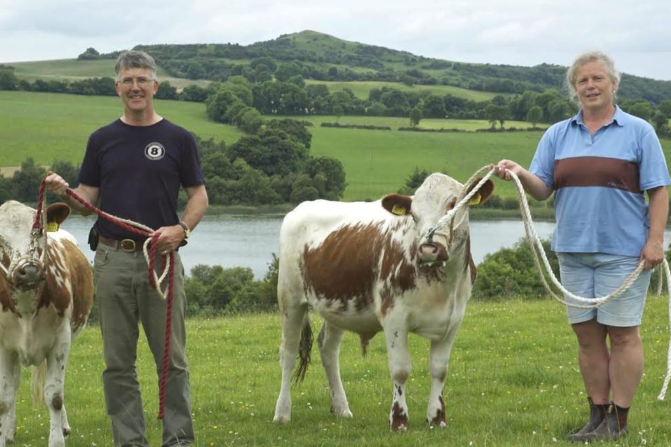 Once Rarer Than The Giant Panda Hardy Irish Moiled Cattle Thrive