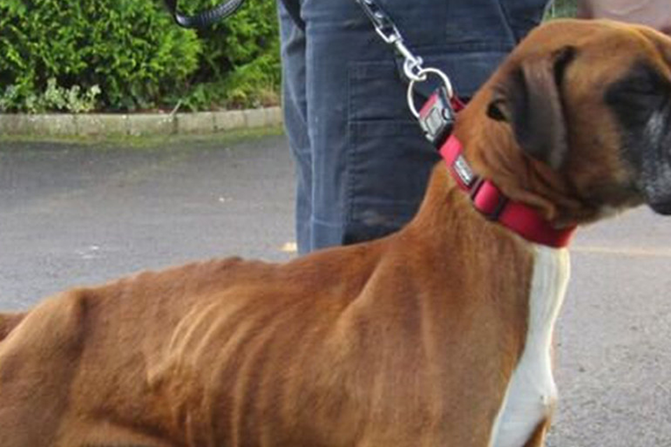 One dog was so thin his ribs were sticking out