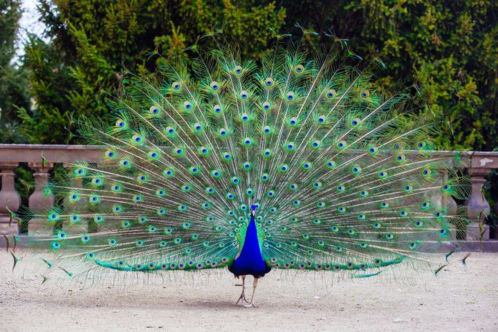 Villagers in a flap at being menaced by growing peacock population